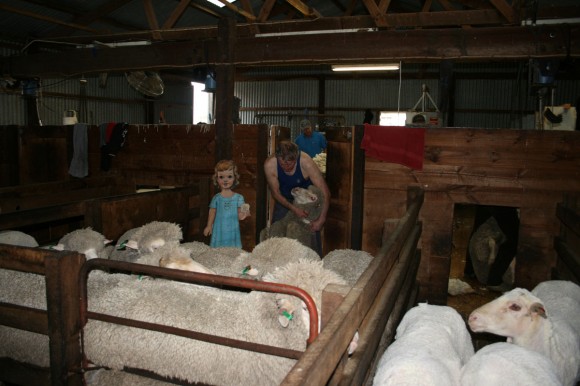 Flat S helps with sheep shearing