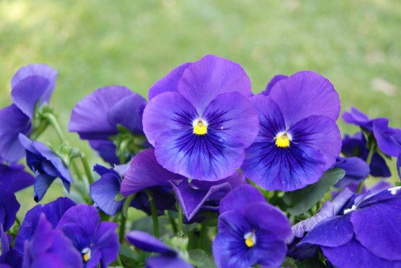 Deep blue pansies for flower pounding technique