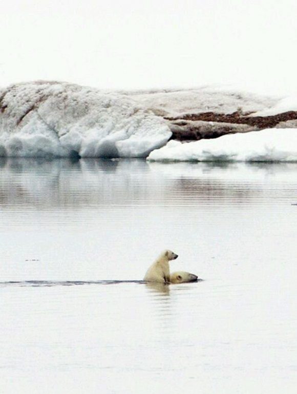 mother-child polar bears