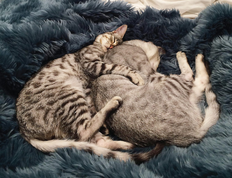 the kitties