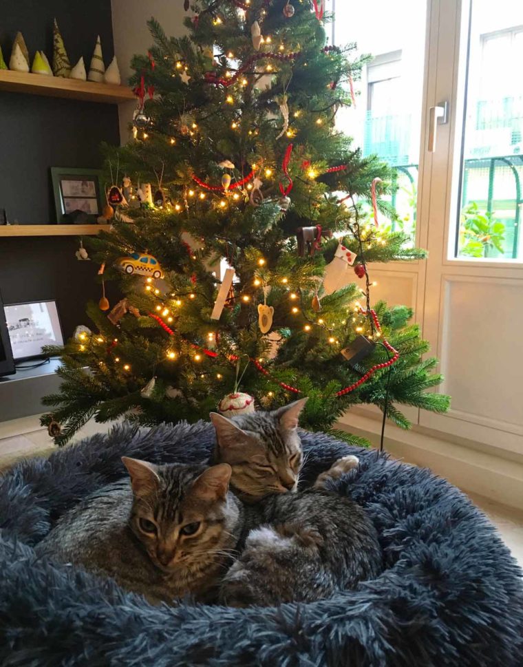 cats and tree
